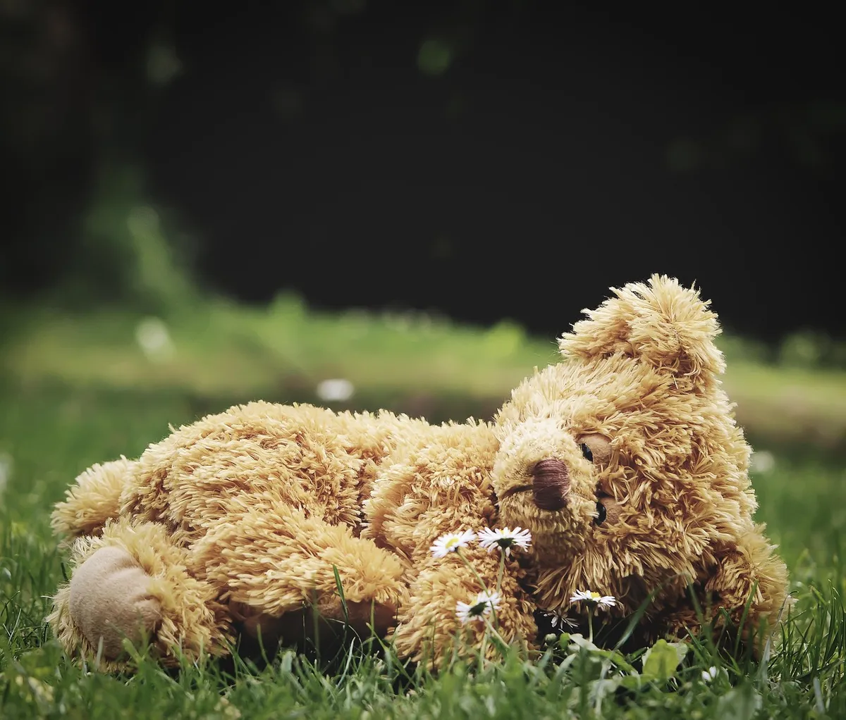teddy, lonely, teddy bear, nostalgia, miss, cuddly toy, lonliness, stuffed animal, alone, mood, toy, children's toys, teddy bear, teddy bear, teddy bear, teddy